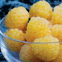 Raspberry Plants - All Gold
