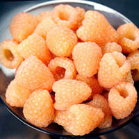Raspberry Plants - Autumn Amber