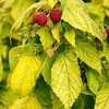 Raspberry Plants - Groovy