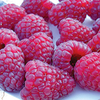 Raspberry Plants - Joan J