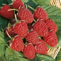 Raspberry Plants - Long Cane Glen Ample