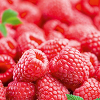 Raspberry Plants - Mid Primo Autumn Bliss