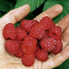 Raspberry Plants - Sanibelle
