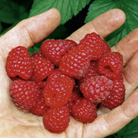 Raspberry Plants - Sanibelle