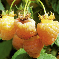 Raspberry Plants - Twotimer Sugana Yellow