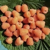 Raspberry Plants - Valentina