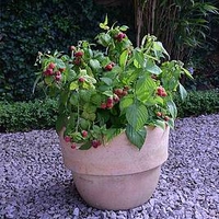 Raspberry Plants - Yummy