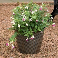 Rattan Effect Plant Pot - Small