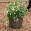 Rattan Effect Plant Pots - 1 Small,  1 Large