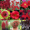 Red Perennial Plants - Collection