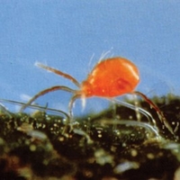 Red Spider Mite Control