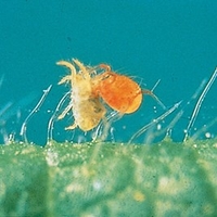 Red Spider Mite Control