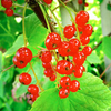 Redcurrant Plant - Junifer