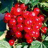 Redcurrant Plant - Lisette