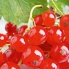 Redcurrant Plant - Rovada