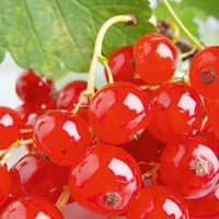 Redcurrant Plant - Rovada