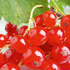 Redcurrant Plants - Rovada