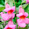 Rehmannia Plant - Magic Dragon