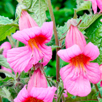 Rehmannia Plant - Magic Dragon