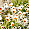 Rhodanthemum Plant - Africa Spring