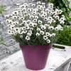 Rhodanthemum Plant - Casablanca