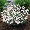 Rhodanthemum Plant - Casablanca