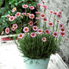 Rhodanthemum Plant - Marrakech