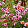 Rhodanthemum Plant - Pretty in Pink