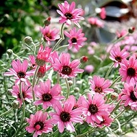 Rhodanthemum Plant - Pretty in Pink