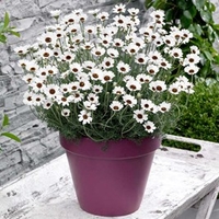 Rhodanthemum Plants - Casablanca