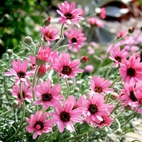 Rhodanthemum Plants - Pretty in Pink