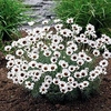 Rhodanthemum Plants -Casablanca