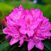 Rhododendron (AJ) Plant - Amoena