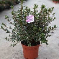 Rhododendron (AJ) Plant - Ardeur
