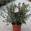 Rhododendron (AJ) Plant - Ardeur