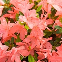 Rhododendron (AJ) Plant - Blaauws Pink