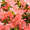Rhododendron (AJ) Plant - Blaauws Pink