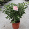 Rhododendron (AJ) Plant - Blaue Donau