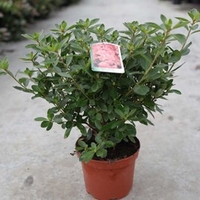 Rhododendron (AJ) Plant - Blaue Donau