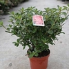 Rhododendron (AJ) Plant - Blaue Donau
