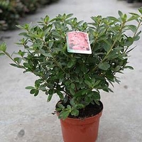 Rhododendron (AJ) Plant - Blaue Donau