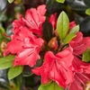 Rhododendron (AJ) Plant - Geisha Orange