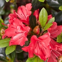 Rhododendron (AJ) Plant - Geisha Orange