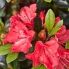 Rhododendron (AJ) Plant - Geisha Orange