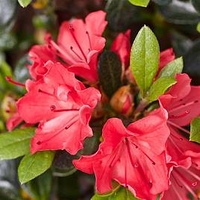 Rhododendron (AJ) Plant - Geisha Orange