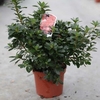 Rhododendron (AJ) Plant - Hino Crimson