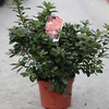 Rhododendron (AJ) Plant - Hino Crimson