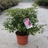 Rhododendron (AJ) Plant - Madame Galle