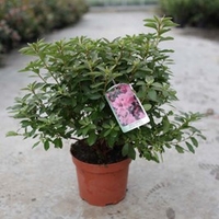 Rhododendron (AJ) Plant - Madame Galle