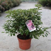 Rhododendron (AJ) Plant - Madame Galle